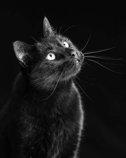 black-cat-portrait