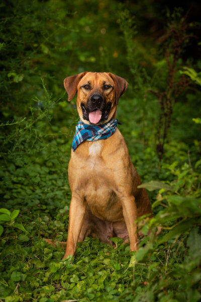 portrait of a brown and black dog in greenery