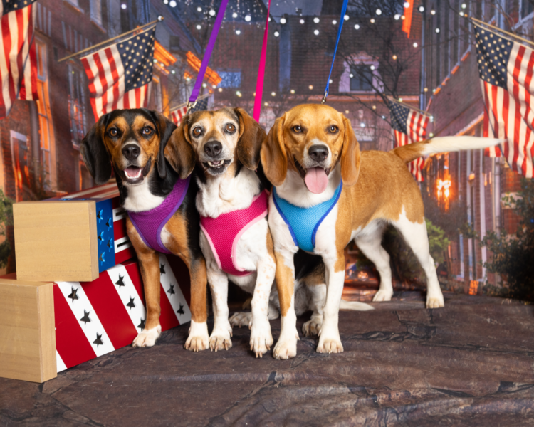 Three beagles on a July 4th backdrop