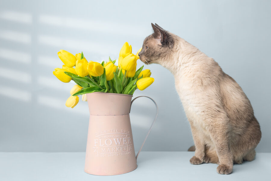 Portrait of a healthy blue point Siamese cat smelling flowers