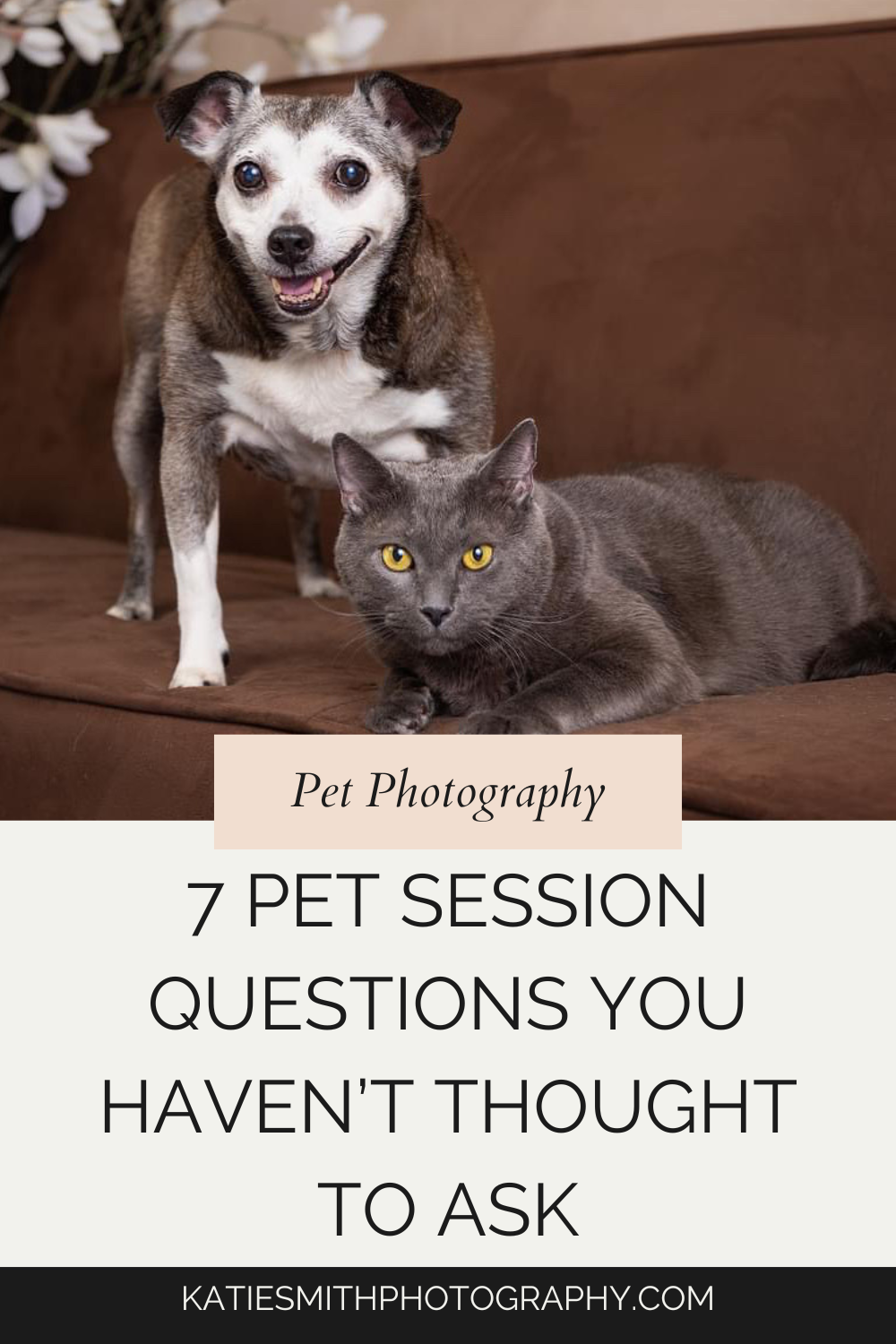 Questioning Pets 6 Questions Pet Owners Should Ask Before a Photography Session (But ...