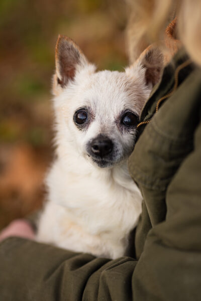 old chihuahua being held by owner