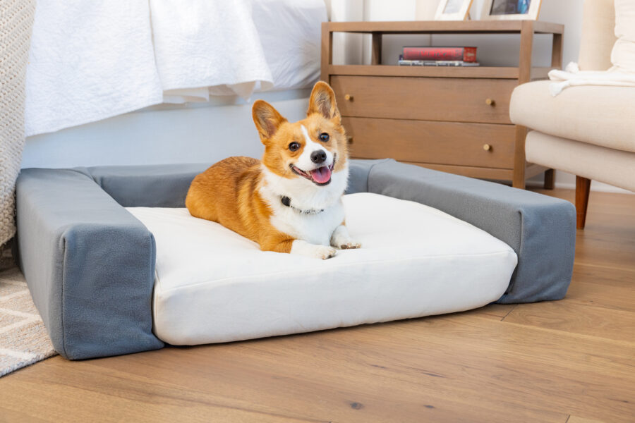 Corgi on dog bed during a branding photo session
