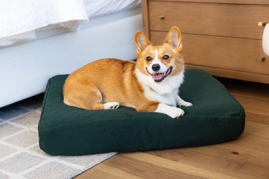 Smiling corgi on green dog bed during commercial photo session