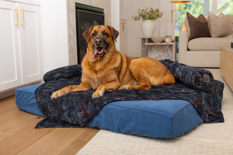 Large dog on blue dog bed