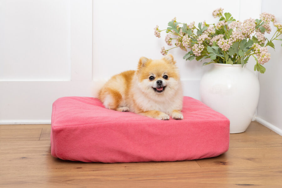 Pomeranian on pink dog bed