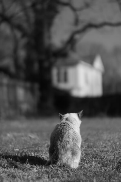 Portrait of the back of a cat sitting in the grass in the sunshine.